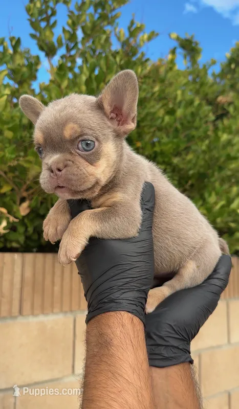 LAYLUH – French Bulldog puppy for sale in Los Angeles, CA