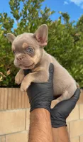 LAYLUH, a female French Bulldog for sale in Los Angeles, CA – 1 of 5