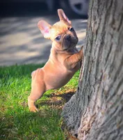 ARLO X YUMI, a male French Bulldog for sale in Los Angeles, CA – Photo 6 of 10