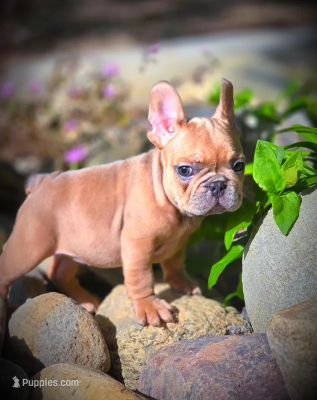 ARLO X YUMI, a male French Bulldog for sale in Los Angeles, CA – Photo 1 of 10