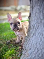 ARLO X YUMI, a male French Bulldog for sale in Los Angeles, CA – Photo 3 of 10