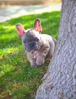 ARLO X YUMI, a male French Bulldog for sale in Los Angeles, CA – Photo 2 of 10