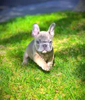ARLO X YUMI, a male French Bulldog for sale in Los Angeles, CA – Photo 5 of 10