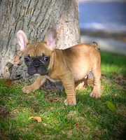 ARLO X YUMI, a male French Bulldog for sale in Los Angeles, CA – Photo 7 of 10