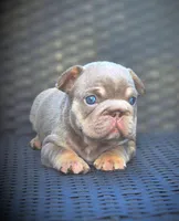 DAISY, a female French Bulldog for sale in Los Angeles, CA – 6 of 10