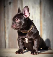 ROXY, a female French Bulldog for sale in Los Angeles, CA – Photo 5 of 9