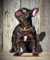 ROXY, a female French Bulldog for sale in Los Angeles, CA – Photo 8 of 9