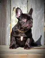 ROXY, a female French Bulldog for sale in Los Angeles, CA – Photo 1 of 9