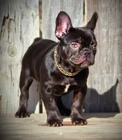 ROXY, a female French Bulldog for sale in Los Angeles, CA – Photo 9 of 9