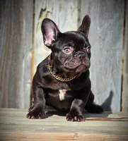 ROXY, a female French Bulldog for sale in Los Angeles, CA – Photo 2 of 9