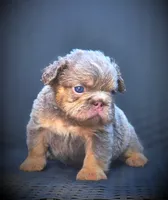 TEDDY, a male French Bulldog for sale in Los Angeles, CA – 5 of 9