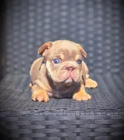 DAISY, a female French Bulldog for sale in Los Angeles, CA – 8 of 10