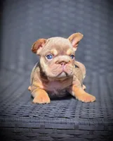 LILY, a female French Bulldog for sale in Los Angeles, CA – 8 of 10