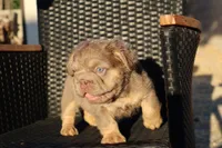 TEDDY, a male French Bulldog for sale in Los Angeles, CA – 9 of 10
