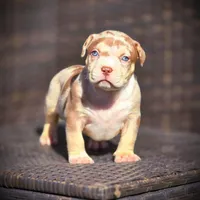 CORALINE, a female American Bully for sale in Los Angeles, CA – Photo 3 of 10