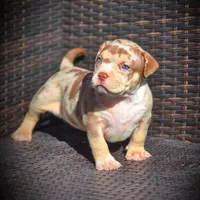 CORALINE, a female American Bully for sale in Los Angeles, CA – Photo 1 of 10