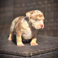 CORALINE, a female American Bully for sale in Los Angeles, CA – Photo 5 of 10