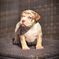 CORALINE, a female American Bully for sale in Los Angeles, CA – Photo 6 of 10