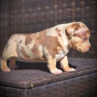 CORALINE, a female American Bully for sale in Los Angeles, CA – Photo 9 of 10