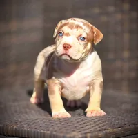 CORALINE, a female American Bully for sale in Los Angeles, CA – Photo 2 of 10