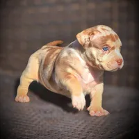 CORALINE, a female American Bully for sale in Los Angeles, CA – Photo 8 of 10