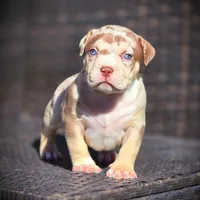 CORALINE, a female American Bully for sale in Los Angeles, CA – Photo 4 of 10
