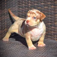CORALINE, a female American Bully for sale in Los Angeles, CA – Photo 7 of 10