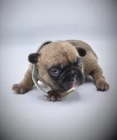 DEXTER, a male French Bulldog for sale in Los Angeles, CA – Photo 8 of 10