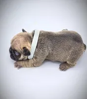 DEXTER, a male French Bulldog for sale in Los Angeles, CA – Photo 5 of 10