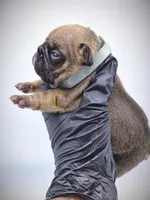 DEXTER, a male French Bulldog for sale in Los Angeles, CA – Photo 3 of 10