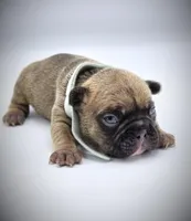 DEXTER, a male French Bulldog for sale in Los Angeles, CA – Photo 4 of 10