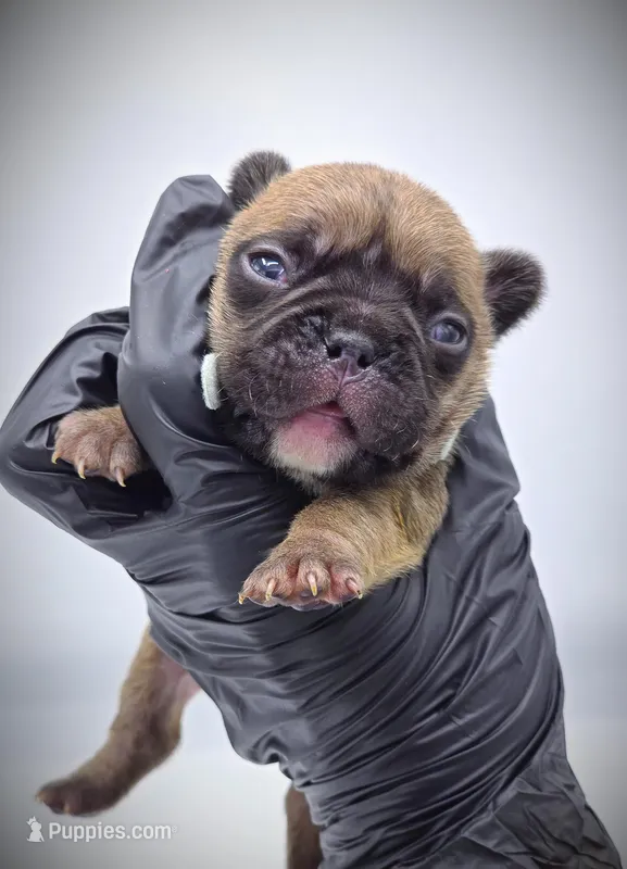 DEXTER, a male French Bulldog for sale in Los Angeles, CA – Photo 1 of 10