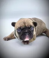 DEXTER, a male French Bulldog for sale in Los Angeles, CA – Photo 6 of 10