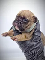 DEXTER, a male French Bulldog for sale in Los Angeles, CA – Photo 9 of 10