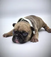 DEXTER, a male French Bulldog for sale in Los Angeles, CA – Photo 7 of 10