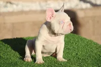 DINO, a male French Bulldog for sale in Los Angeles, CA – 1 of 4