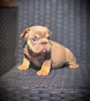 DAISY, a female French Bulldog for sale in Los Angeles, CA – 4 of 10