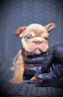 LILY, a female French Bulldog for sale in Los Angeles, CA – 5 of 10