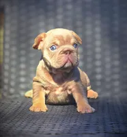 DAISY, a female French Bulldog for sale in Los Angeles, CA – 5 of 10