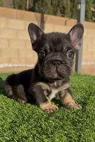 KODAK, a male French Bulldog for sale in Los Angeles, CA – 2 of 3