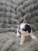 Snoopy, a male Cavapoo for sale in Pittsford, MI – 7 of 7