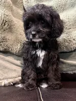 Charlie REDUCED $, a male Cavapoo for sale in Pittsford, MI – 4 of 10