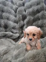 Bella, a female Cavapoo for sale in Pittsford, MI – 4 of 5