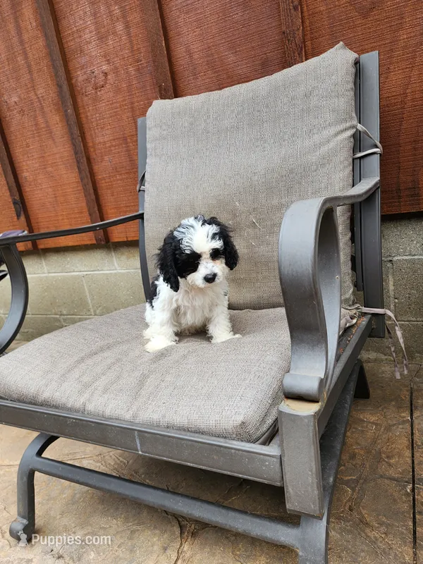 Snoopy F1 – Cavapoo puppy for sale in Pittsford, MI