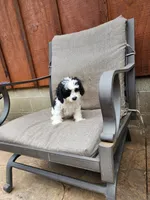 Snoopy REDUCED $, a male Cavapoo for sale in Pittsford, MI – 7 of 10