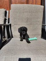 Charlie F1, a male Cavapoo for sale in Pittsford, MI – 10 of 10