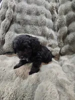 Charlie , a male Cavapoo for sale in Pittsford, MI – 4 of 8