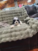 Snoopy, a male Cavapoo for sale in Pittsford, MI – 2 of 9