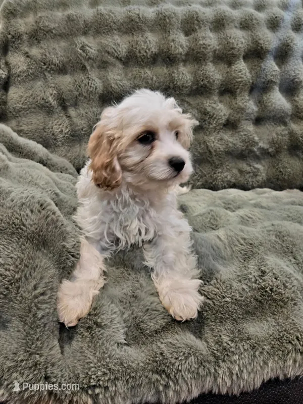 Linus F1 – Cavapoo puppy for sale in Pittsford, MI