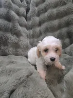 Linus, a male Cavapoo for sale in Pittsford, MI – 6 of 7